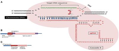 CRISPR/Cascade 9-Mediated Genome Editing-Challenges and Opportunities